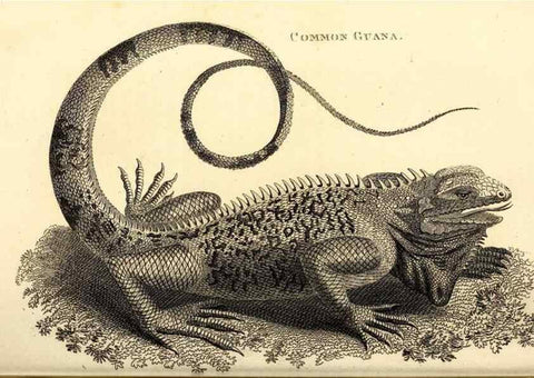 Reproducción/Reproduction 49826852091: General zoology, or Systematic natural history. London,Printed for G. Kearsley,1800-1826.. 
