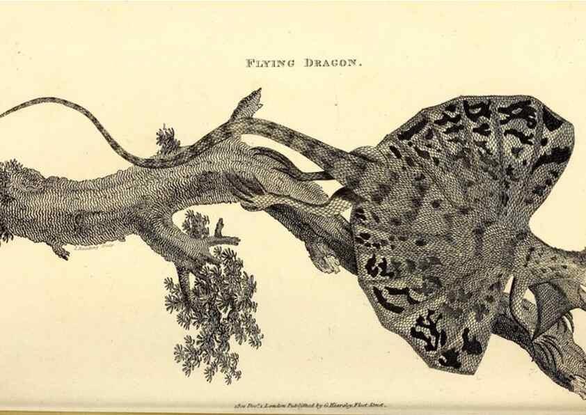 Reproducción/Reproduction 49826316228: General zoology, or Systematic natural history. London,Printed for G. Kearsley,1800-1826.. 