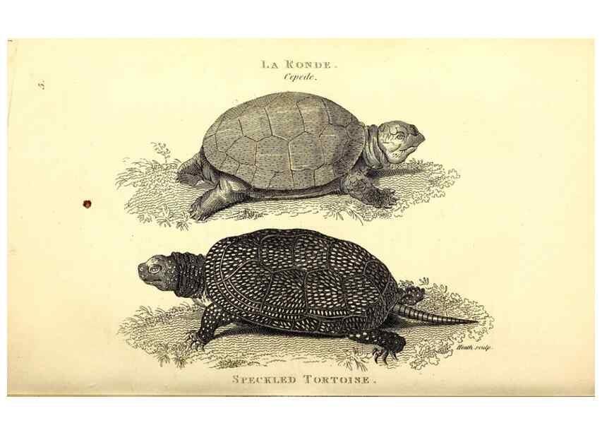 Reproducción/Reproduction 49826832801: General zoology, or Systematic natural history. London,Printed for G. Kearsley,1800-1826.. 