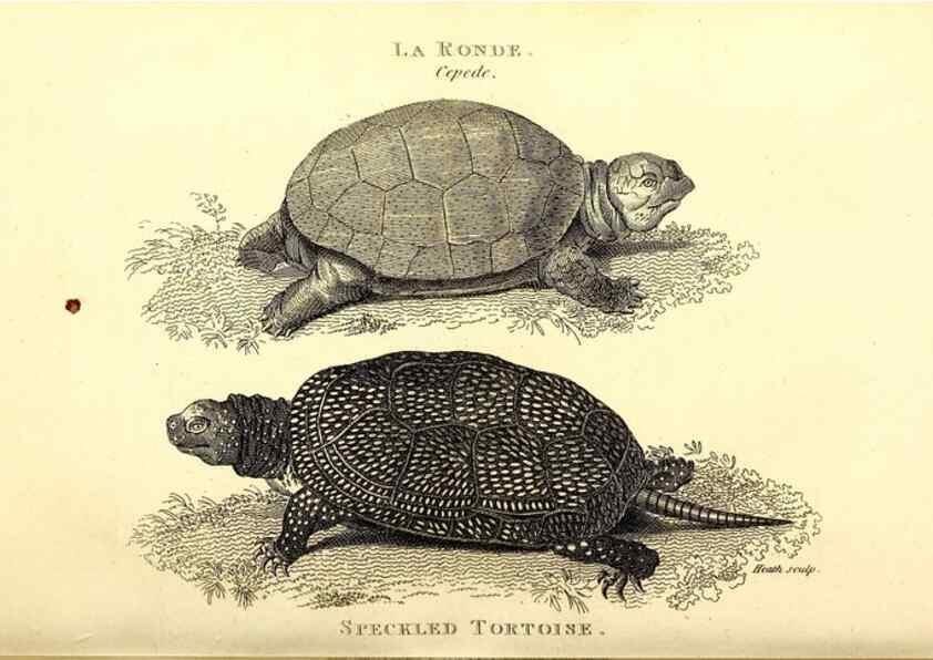 Reproducción/Reproduction 49826832801: General zoology, or Systematic natural history. London,Printed for G. Kearsley,1800-1826.. 