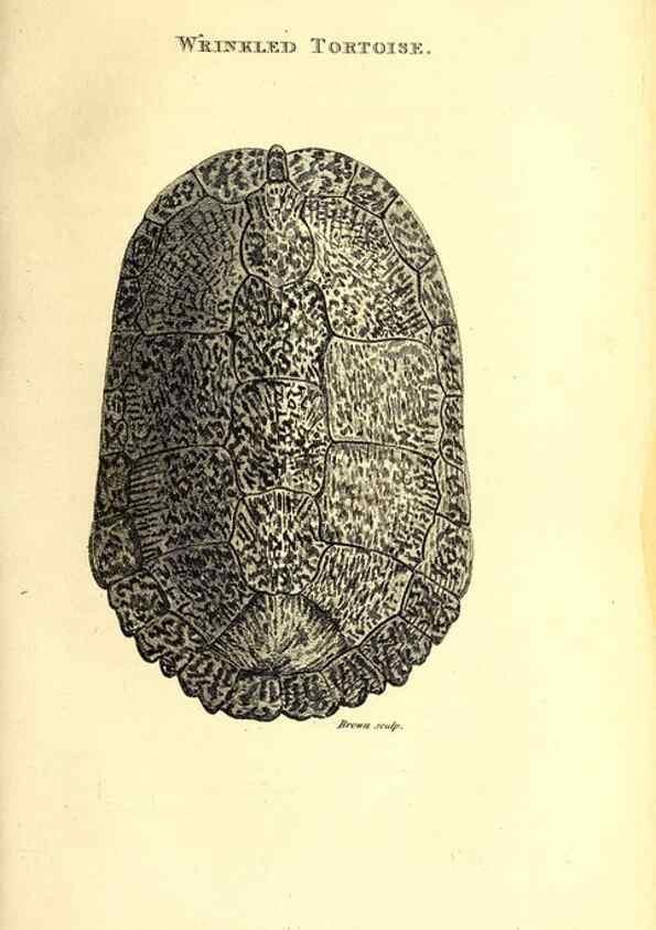 Reproducción/Reproduction 49827147707: General zoology, or Systematic natural history. London,Printed for G. Kearsley,1800-1826.. 