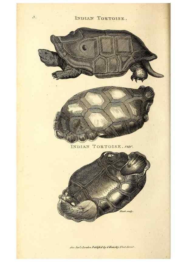 Reproducción/Reproduction 49827147347: General zoology, or Systematic natural history. London,Printed for G. Kearsley,1800-1826.. 