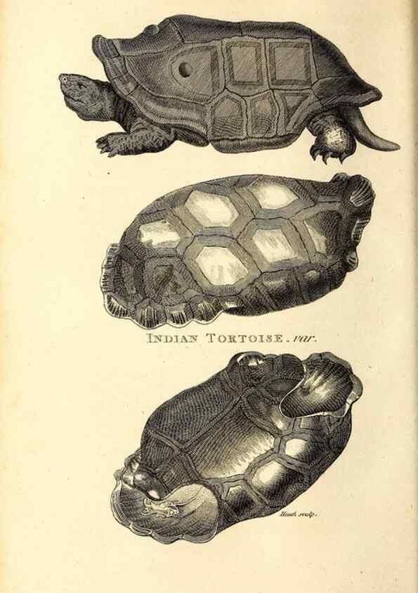 Reproducción/Reproduction 49827147347: General zoology, or Systematic natural history. London,Printed for G. Kearsley,1800-1826.. 
