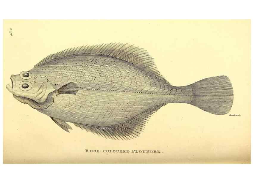 Reproducción/Reproduction 49826970747: General zoology, or Systematic natural history. London,Printed for G. Kearsley,1800-1826.. 