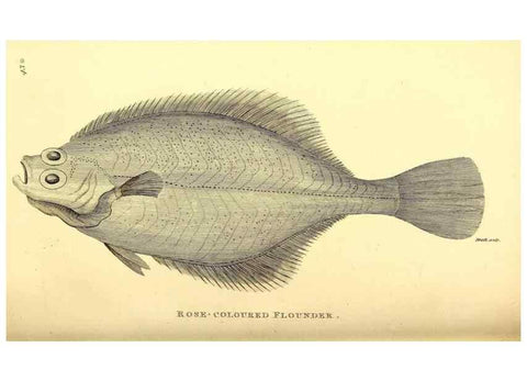 Reproducción/Reproduction 49826970747: General zoology, or Systematic natural history. London,Printed for G. Kearsley,1800-1826.. 