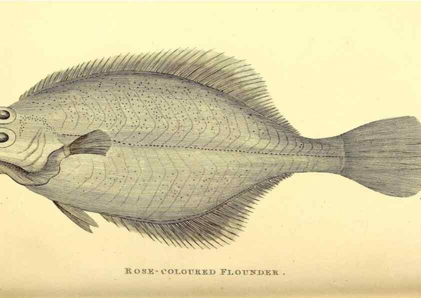 Reproducción/Reproduction 49826970747: General zoology, or Systematic natural history. London,Printed for G. Kearsley,1800-1826.. 