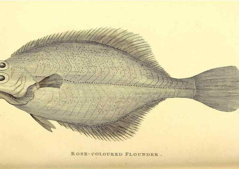 Reproducción/Reproduction 49826970747: General zoology, or Systematic natural history. London,Printed for G. Kearsley,1800-1826.. 