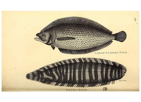 Reproducción/Reproduction 49826656556: General zoology, or Systematic natural history. London,Printed for G. Kearsley,1800-1826.. 