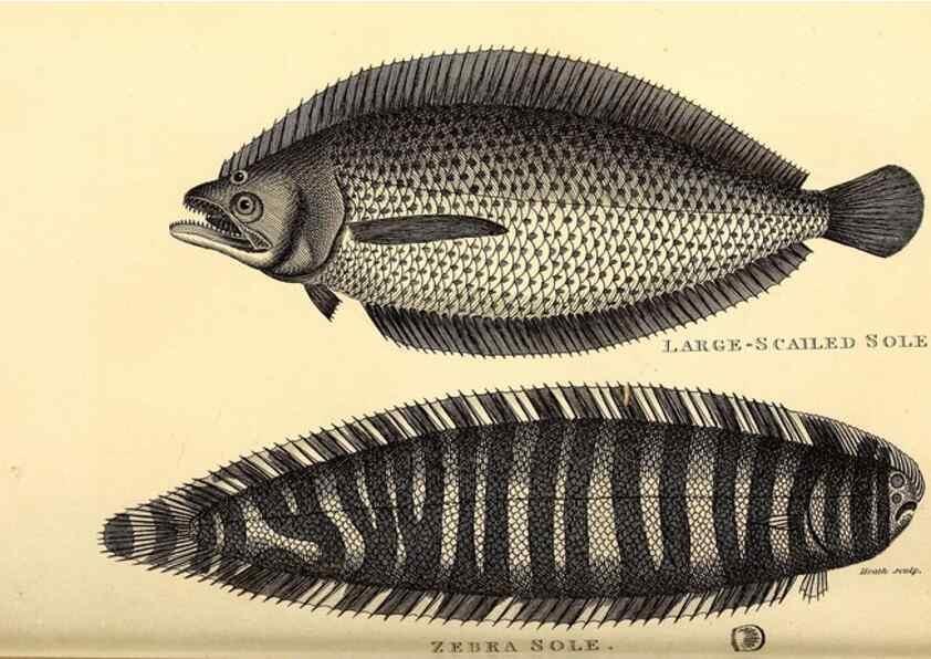 Reproducción/Reproduction 49826656556: General zoology, or Systematic natural history. London,Printed for G. Kearsley,1800-1826.. 
