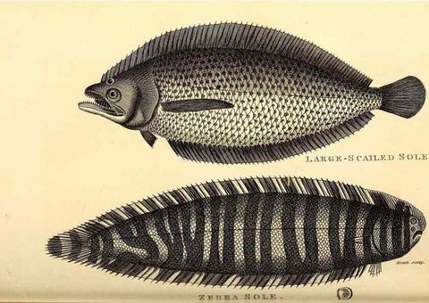Reproducción/Reproduction 49826656556: General zoology, or Systematic natural history. London,Printed for G. Kearsley,1800-1826.. 