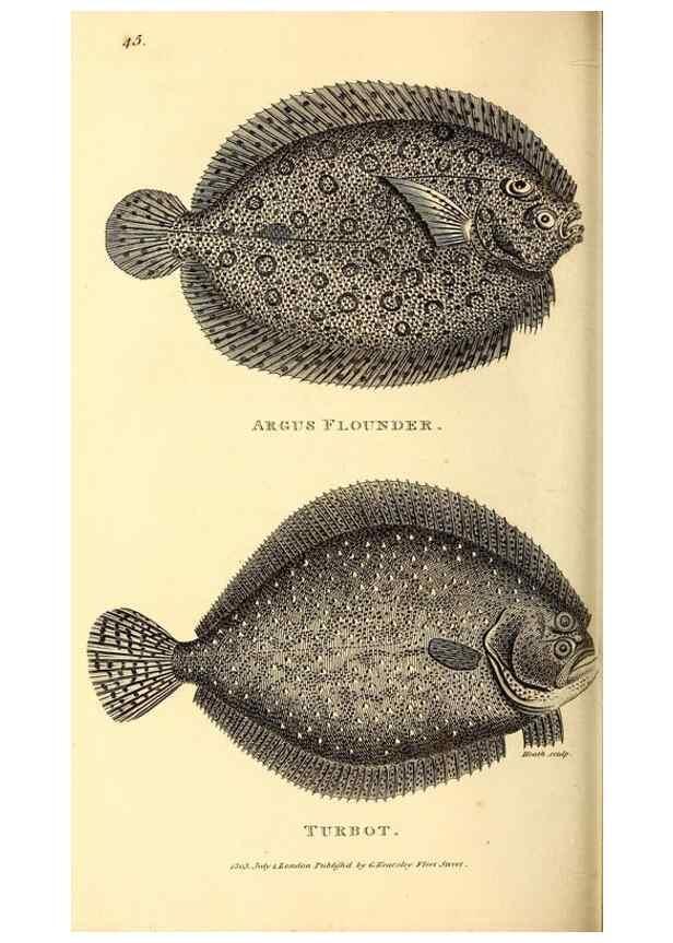 Reproducción/Reproduction 49826656986: General zoology, or Systematic natural history. London,Printed for G. Kearsley,1800-1826.. 