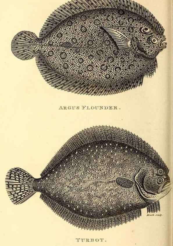 Reproducción/Reproduction 49826656986: General zoology, or Systematic natural history. London,Printed for G. Kearsley,1800-1826.. 