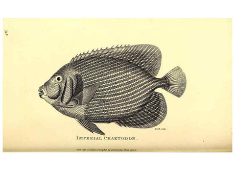 Reproducción/Reproduction 49826972007: General zoology, or Systematic natural history. London,Printed for G. Kearsley,1800-1826.. 