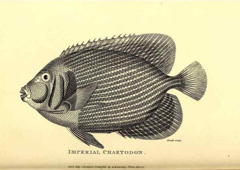 Reproducción/Reproduction 49826972007: General zoology, or Systematic natural history. London,Printed for G. Kearsley,1800-1826.. 