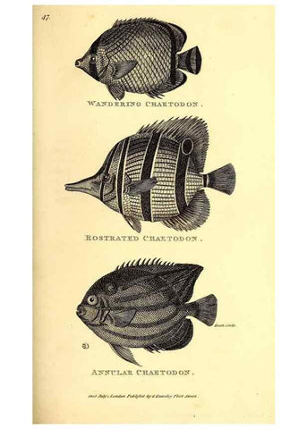 Reproducción/Reproduction 49826657506: General zoology, or Systematic natural history. London,Printed for G. Kearsley,1800-1826.. 