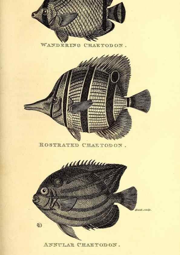 Reproducción/Reproduction 49826657506: General zoology, or Systematic natural history. London,Printed for G. Kearsley,1800-1826.. 