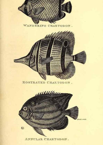Reproducción/Reproduction 49826657506: General zoology, or Systematic natural history. London,Printed for G. Kearsley,1800-1826.. 