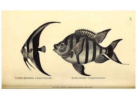 Reproducción/Reproduction 49826972597: General zoology, or Systematic natural history. London,Printed for G. Kearsley,1800-1826.. 