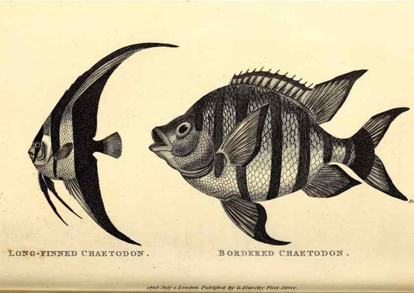 Reproducción/Reproduction 49826972597: General zoology, or Systematic natural history. London,Printed for G. Kearsley,1800-1826.. 