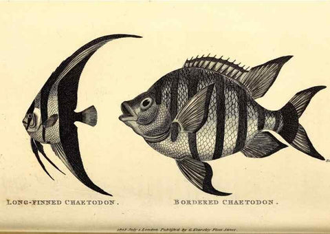 Reproducción/Reproduction 49826972597: General zoology, or Systematic natural history. London,Printed for G. Kearsley,1800-1826.. 