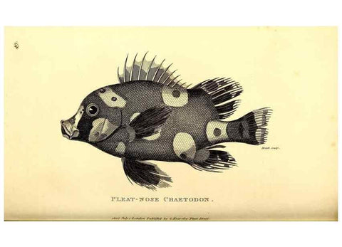 Reproducción/Reproduction 49826658091: General zoology, or Systematic natural history. London,Printed for G. Kearsley,1800-1826.. 