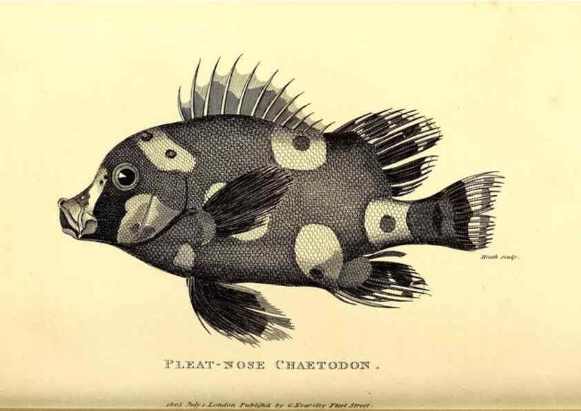 Reproducción/Reproduction 49826658091: General zoology, or Systematic natural history. London,Printed for G. Kearsley,1800-1826.. 
