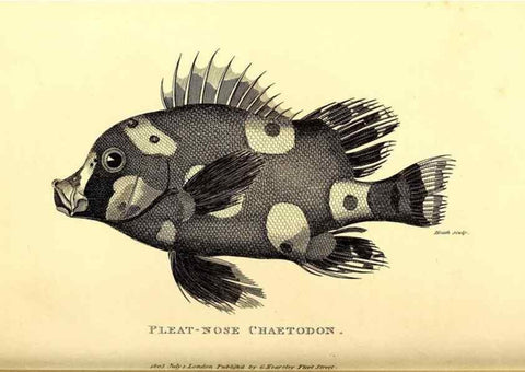 Reproducción/Reproduction 49826658091: General zoology, or Systematic natural history. London,Printed for G. Kearsley,1800-1826.. 