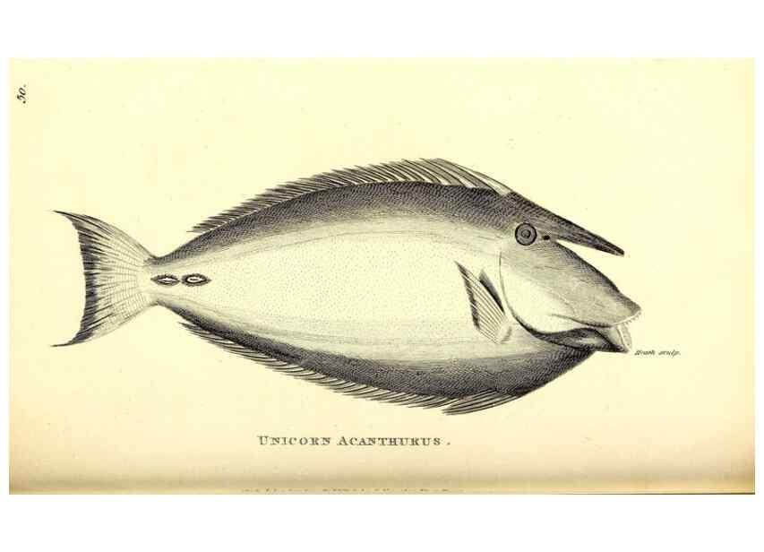 Reproducción/Reproduction 49826973087: General zoology, or Systematic natural history. London,Printed for G. Kearsley,1800-1826.. 