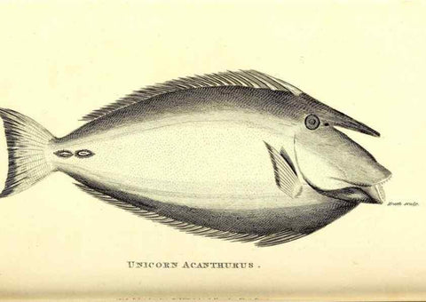 Reproducción/Reproduction 49826973087: General zoology, or Systematic natural history. London,Printed for G. Kearsley,1800-1826.. 