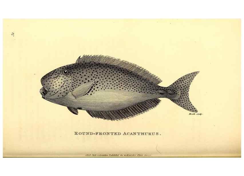 Reproducción/Reproduction 49826658626: General zoology, or Systematic natural history. London,Printed for G. Kearsley,1800-1826.. 