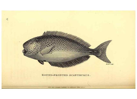 Reproducción/Reproduction 49826658626: General zoology, or Systematic natural history. London,Printed for G. Kearsley,1800-1826.. 