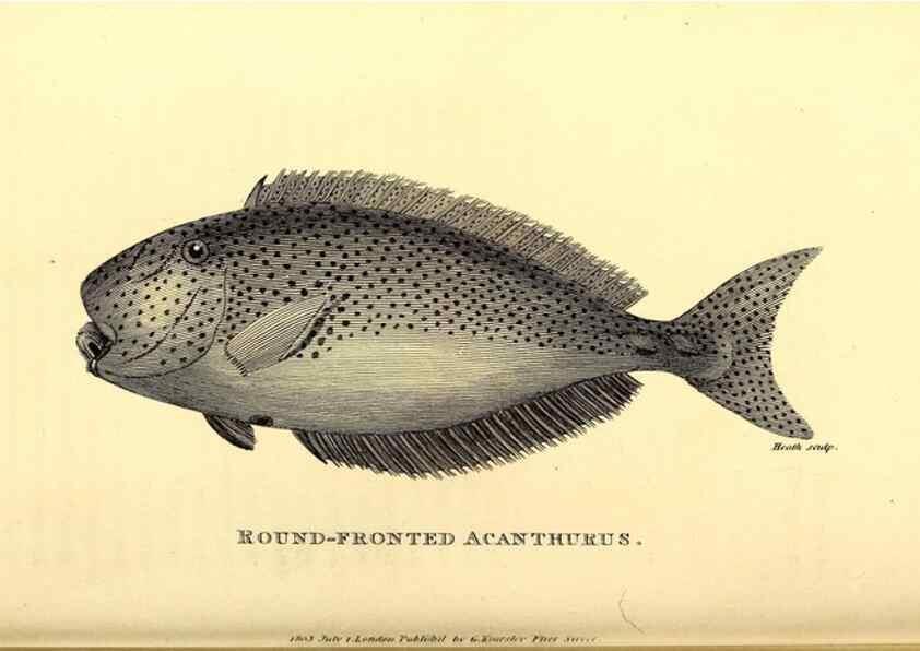 Reproducción/Reproduction 49826658626: General zoology, or Systematic natural history. London,Printed for G. Kearsley,1800-1826.. 