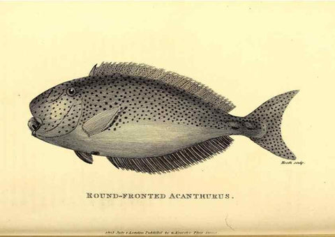 Reproducción/Reproduction 49826658626: General zoology, or Systematic natural history. London,Printed for G. Kearsley,1800-1826.. 