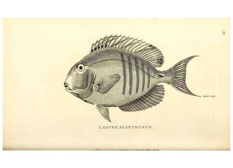 Reproducción/Reproduction 49826973657: General zoology, or Systematic natural history. London,Printed for G. Kearsley,1800-1826.. 