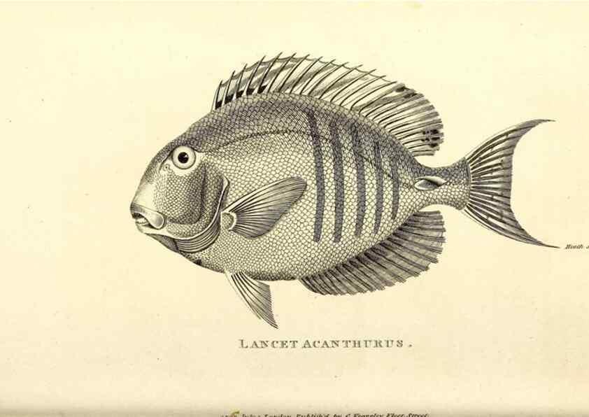 Reproducción/Reproduction 49826973657: General zoology, or Systematic natural history. London,Printed for G. Kearsley,1800-1826.. 