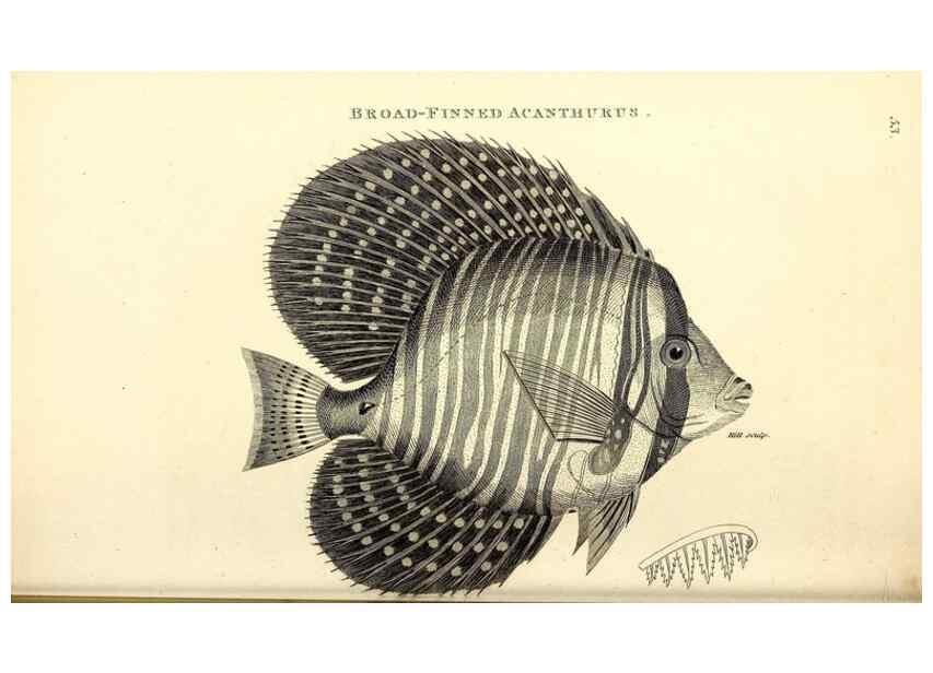 Reproducción/Reproduction 49826973937: General zoology, or Systematic natural history. London,Printed for G. Kearsley,1800-1826.. 