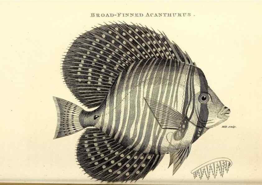 Reproducción/Reproduction 49826973937: General zoology, or Systematic natural history. London,Printed for G. Kearsley,1800-1826.. 