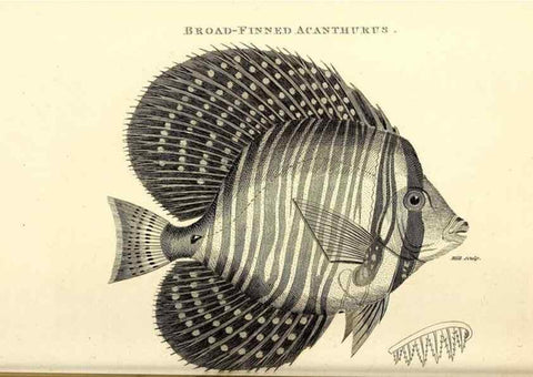 Reproducción/Reproduction 49826973937: General zoology, or Systematic natural history. London,Printed for G. Kearsley,1800-1826.. 