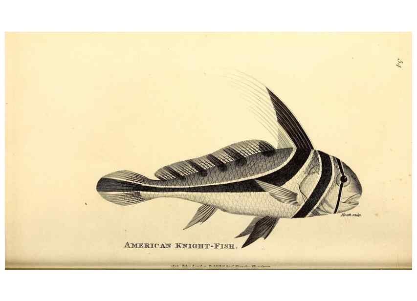 Reproducción/Reproduction 49826974227: General zoology, or Systematic natural history. London,Printed for G. Kearsley,1800-1826.. 