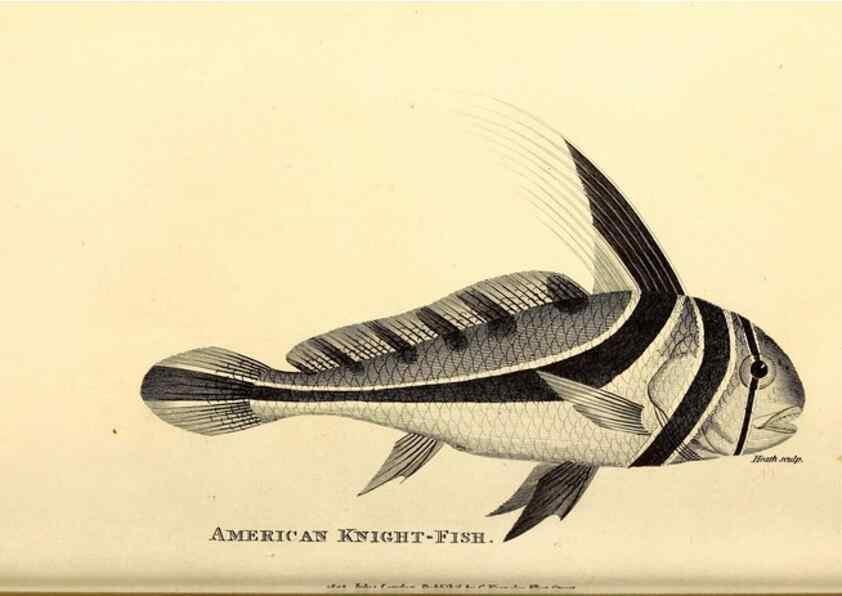 Reproducción/Reproduction 49826974227: General zoology, or Systematic natural history. London,Printed for G. Kearsley,1800-1826.. 