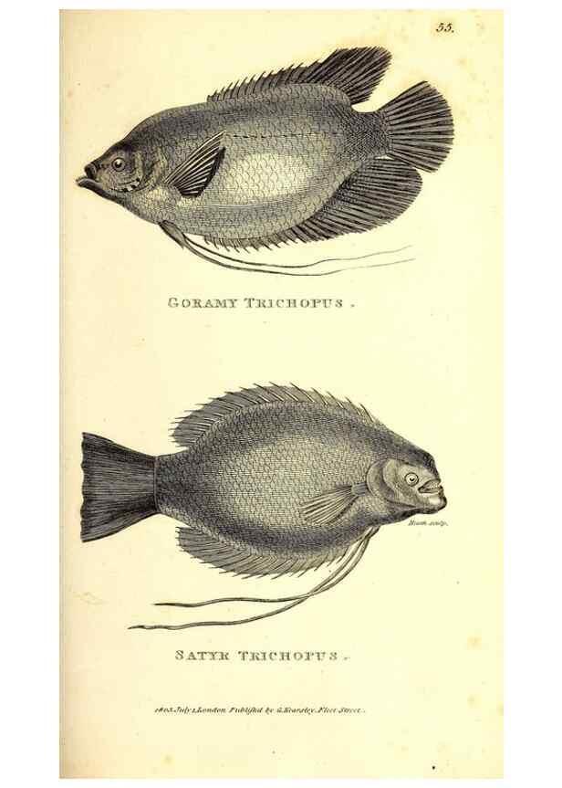 Reproducción/Reproduction 49826127333: General zoology, or Systematic natural history. London,Printed for G. Kearsley,1800-1826.. 
