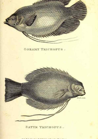 Reproducción/Reproduction 49826127333: General zoology, or Systematic natural history. London,Printed for G. Kearsley,1800-1826.. 