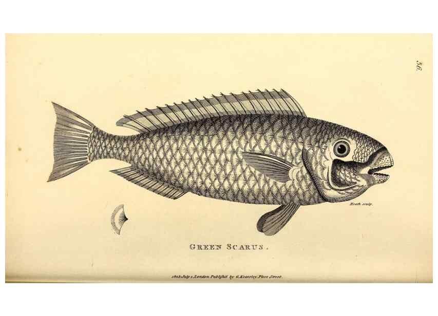 Reproducción/Reproduction 49826974772: General zoology, or Systematic natural history. London,Printed for G. Kearsley,1800-1826.. 