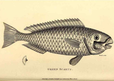 Reproducción/Reproduction 49826974772: General zoology, or Systematic natural history. London,Printed for G. Kearsley,1800-1826.. 