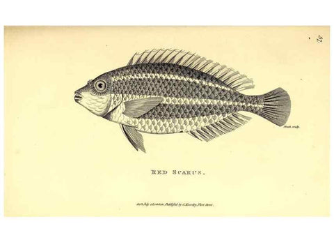 Reproducción/Reproduction 49826660271: General zoology, or Systematic natural history. London,Printed for G. Kearsley,1800-1826.. 