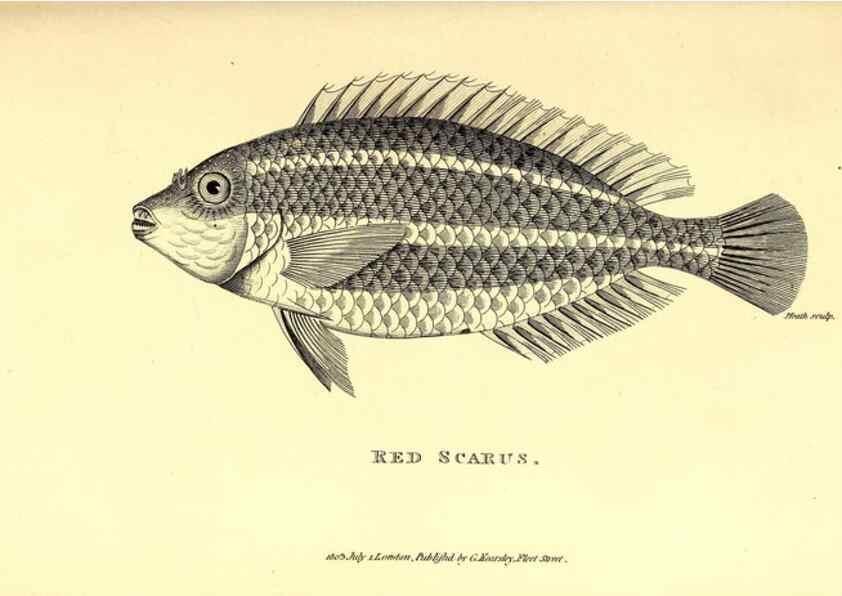 Reproducción/Reproduction 49826660271: General zoology, or Systematic natural history. London,Printed for G. Kearsley,1800-1826.. 