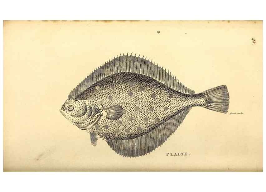Reproducción/Reproduction 49826123113: General zoology, or Systematic natural history. London,Printed for G. Kearsley,1800-1826.. 