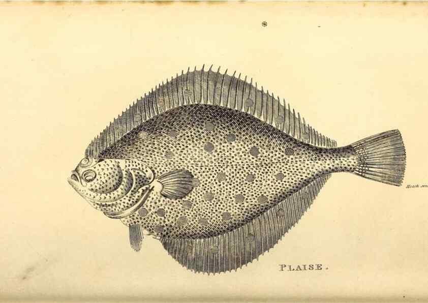 Reproducción/Reproduction 49826123113: General zoology, or Systematic natural history. London,Printed for G. Kearsley,1800-1826.. 