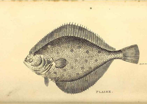 Reproducción/Reproduction 49826123113: General zoology, or Systematic natural history. London,Printed for G. Kearsley,1800-1826.. 