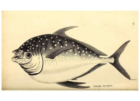 Reproducción/Reproduction 49826970152: General zoology, or Systematic natural history. London,Printed for G. Kearsley,1800-1826.. 